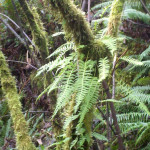 Mossy Branches with Ferns