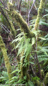 Mossy Branches with Ferns