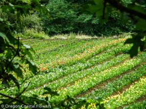 Natural Farm Fresh Calla Lily Flowers