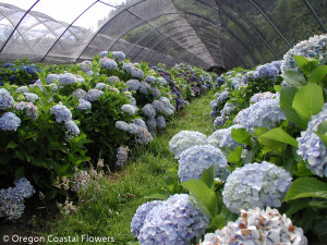 Natural White Hydrangea with a Blue Cast