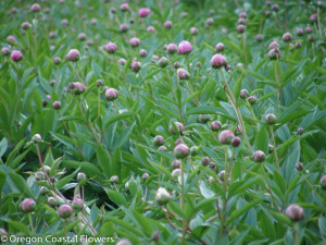 Oregon Grown Pink Peony Flowers