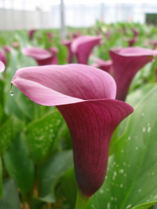 Organic Burgundy Calla Lily