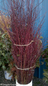 Red Dogwood Sticks