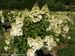 Pee Gee Hydrangea in Bloom