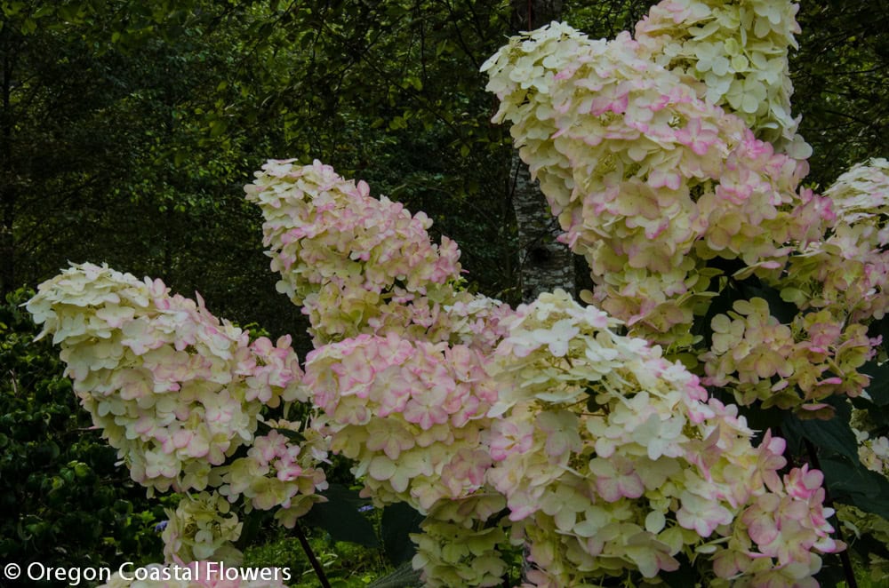 Pee Gee Hydrangeas