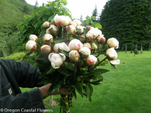 Peonie flowers