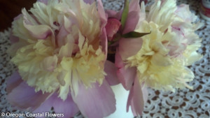 Peony Flowers for Your Wedding