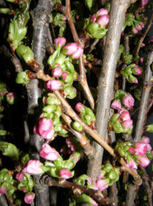 Pink Blooming Cherry Blossom Branches