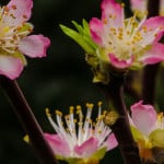 Pink Peach Blooming Branches