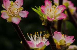 Pink Peach Blooming Branches