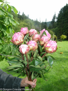 Pink Peonies for Mother's Day