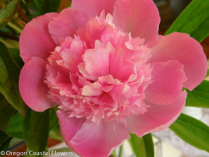 Pink Peony Flowers