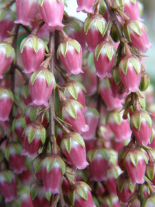 3.09.22 Pieris japonica White and Pink Delicate Flowers