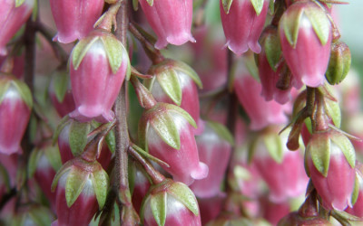 3.09.22 Pieris japonica White and Pink Delicate Flowers