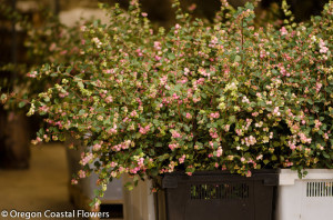 Farm Fresh Pink or Green/White Snowberries.