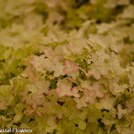 Pink Tinged Pee Gee Hydrangea