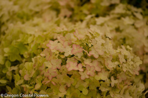 Pink Tinged Pee Gee Hydrangea