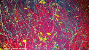 Premium Oregon Grown Red Ilex Berries