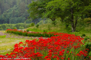 Red Blooming Montbretia