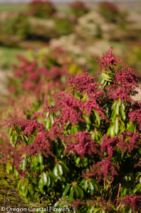 Red Pieris Japonica