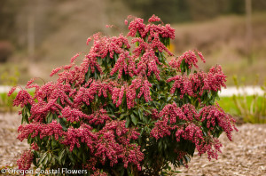 3.16.20 Pieris japonica, andromeda red, pink, & white.