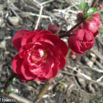 Red Quince Bloom