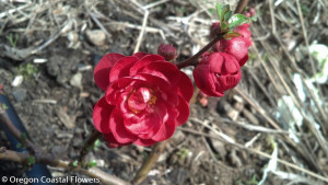 Red Quince Bloom