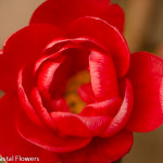 Red Quince Chinese New Year Branches