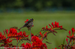 Robust Red Montbetia Flowers