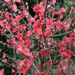 Salmon Flowering Quince Branch