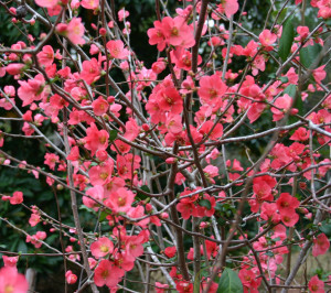 2.05.22 Salmon Quince for the Chinese New Year Winter Flowering Branches