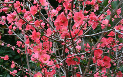 2.05.22 Salmon Quince for the Chinese New Year Winter Flowering Branches