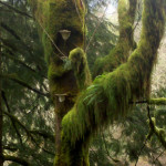 Specialty Decorative Mossy Branches