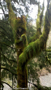 Specialty Decorative Mossy Branches