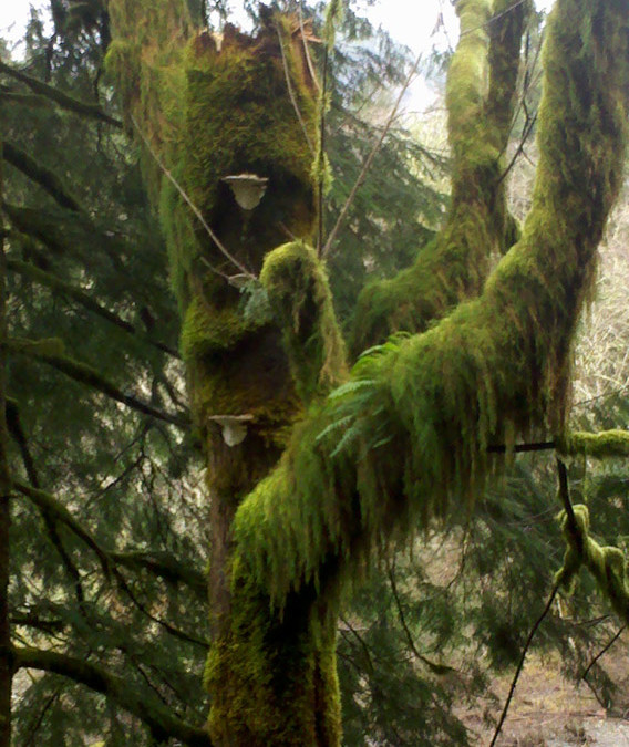Mossy Branches & Sticks Wholesale | Curly Willow & Dogwood — October