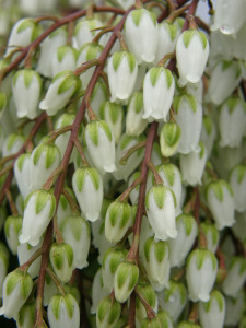 Spring Blooming White Pieris Japonica