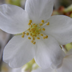 Spring Wedding White Cherry Blossoms