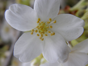 White Cherry Flowering Branches 3.27.17