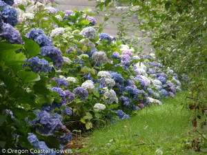 Sustainable Fresh Hydrangea Flowers