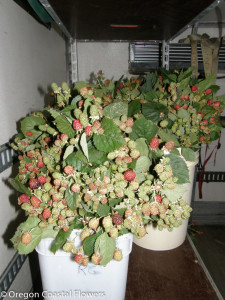Thornless Blackberry Branches with Red Berries