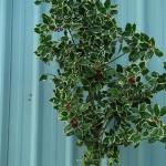 Variegated Holly Branches