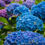 Big Blue Hydrangea Flowers