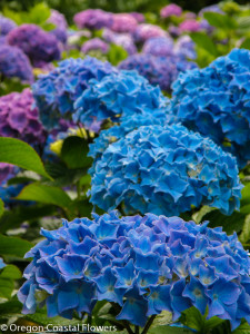 Big Blue Hydrangea Flowers