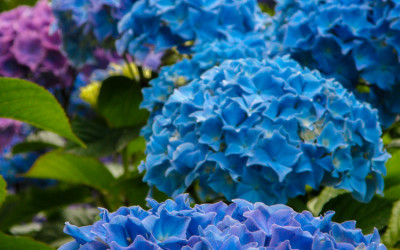 Big Blue Hydrangea Flowers