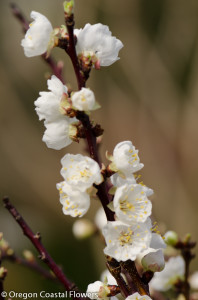 White Blooming Apricot Branches