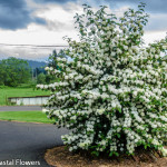 White Blooming Popcorn Viburnum