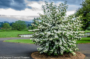 4.08.20 Popcorn viburnum early spring specialty cut flowers.