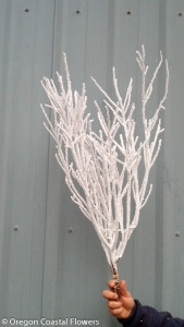 Winter Branches Flocked