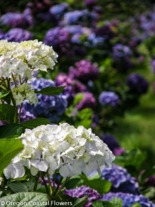 White Hydrangea Grown on a Family Farm