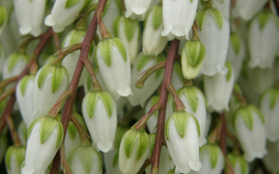 Pieris japonica Cut Flowers